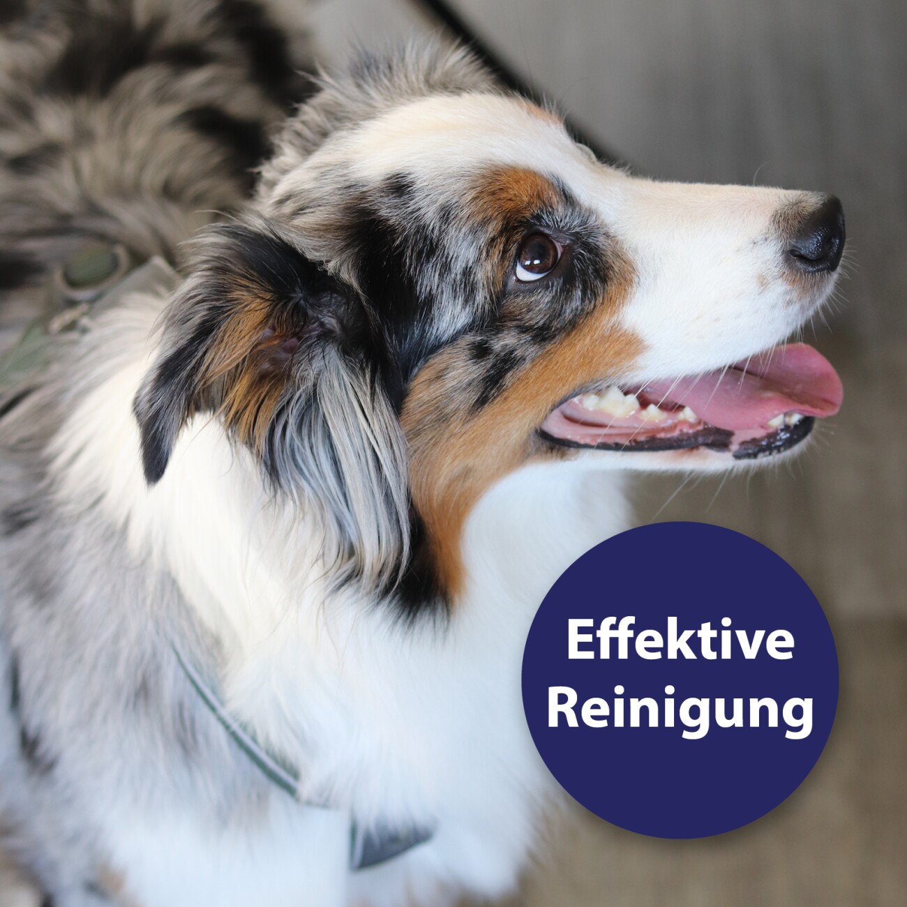 Canosept Zahnpflege Spray für Hunde 100 ml