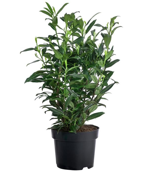 Kirschlorbeer 'Herbergii'