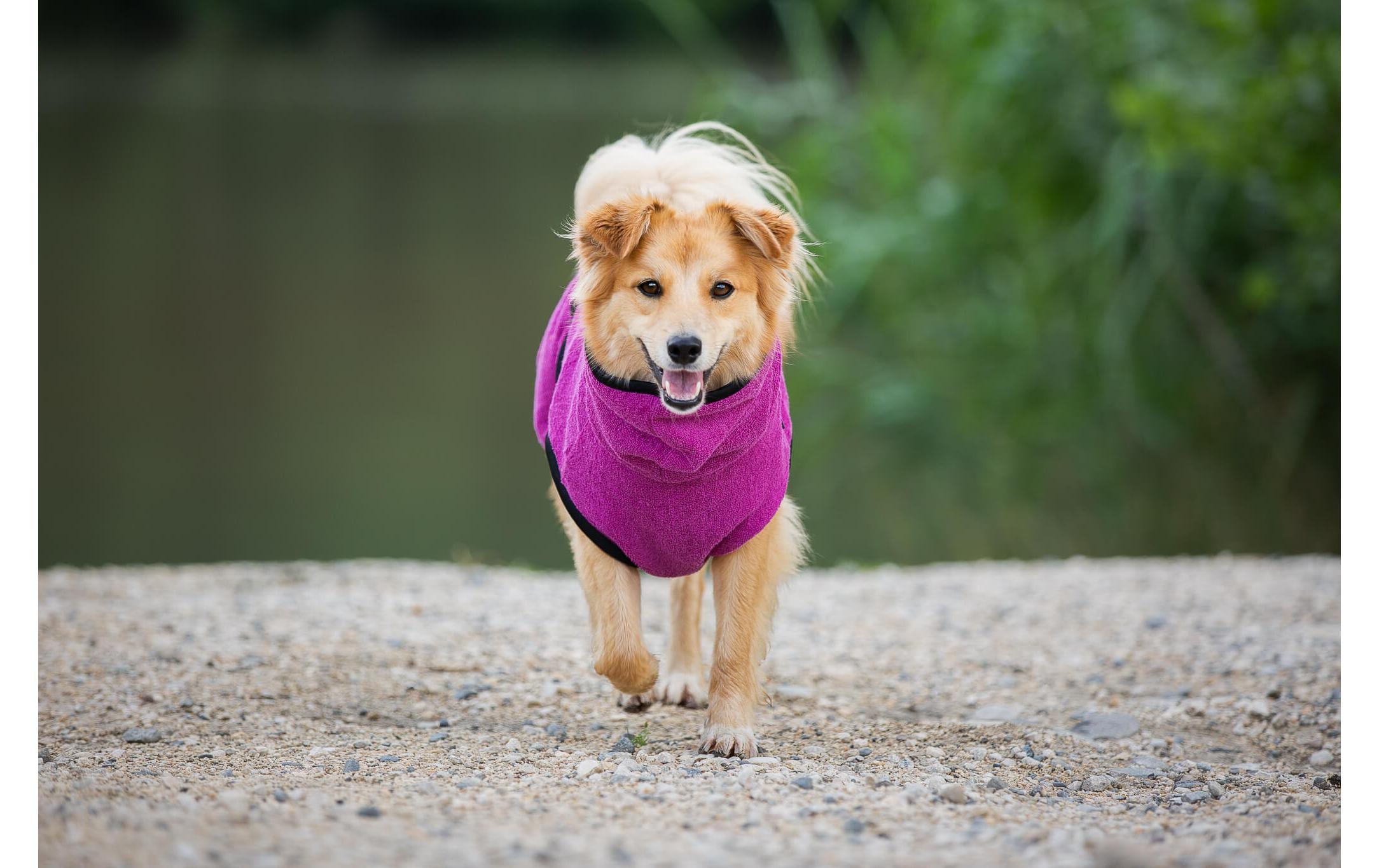 Bademantel XL, 68 cm, BerryHundebademantel