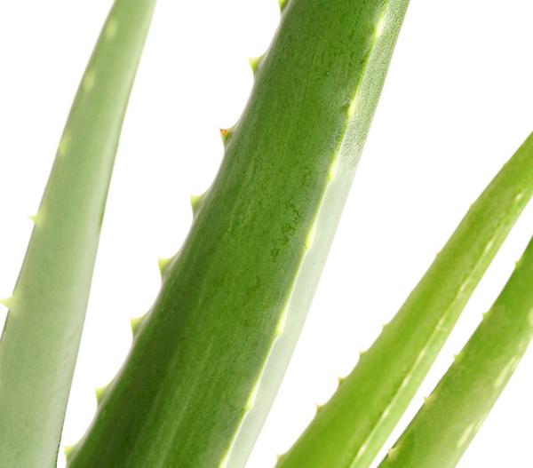 Echte Aloe - Aloe vera