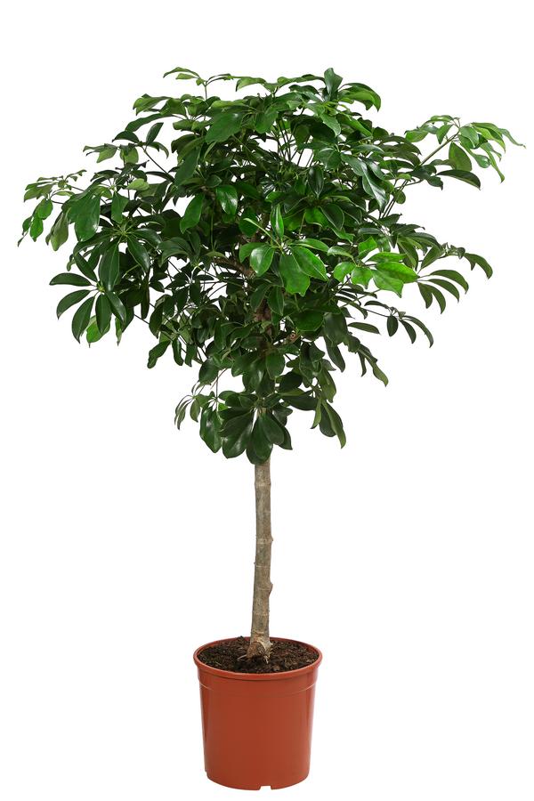 Strahlenaralie - Schefflera arboricola 'Nora'