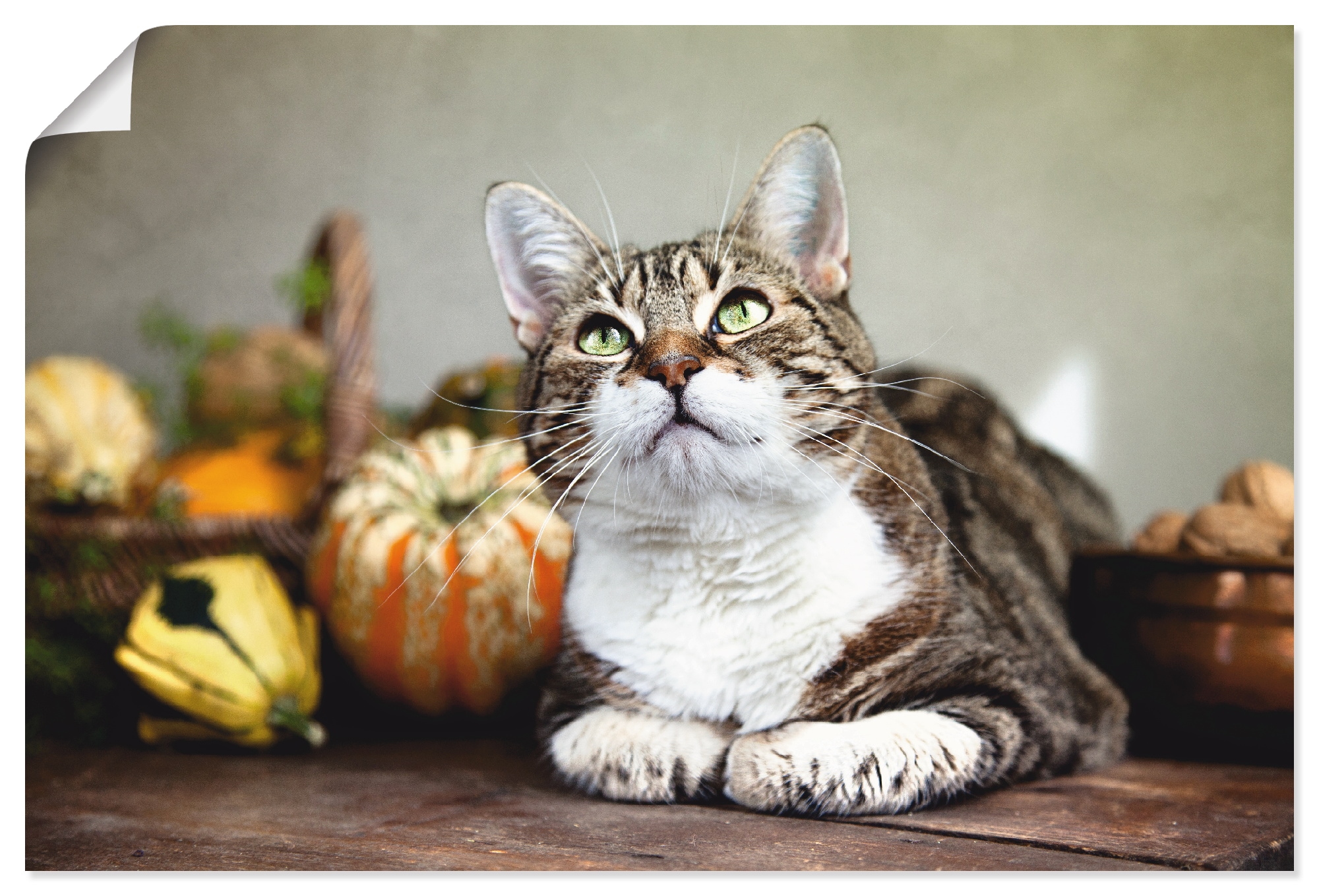 Artland Poster »Katze und Herbstdeko« Haustiere 1 Stk. tlg. als Alubild, Leinwandbild, Wandaufkleber oder Poster in versch. Grössen