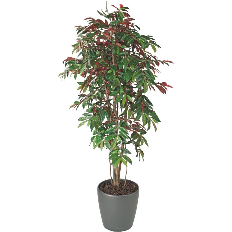 Plante artificielle Capensia