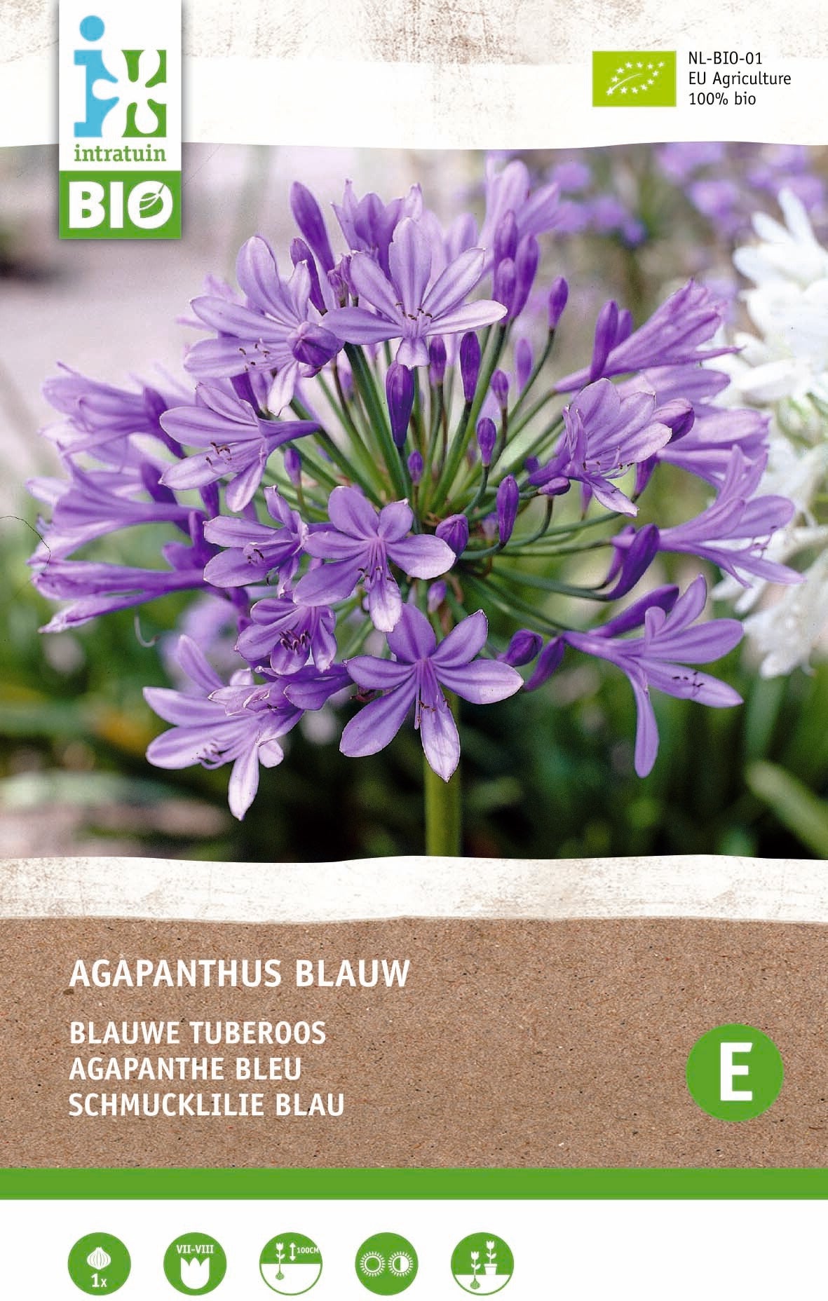 Intratuin biologische Afrikaanse lelie knol (Agapanthus) blauw