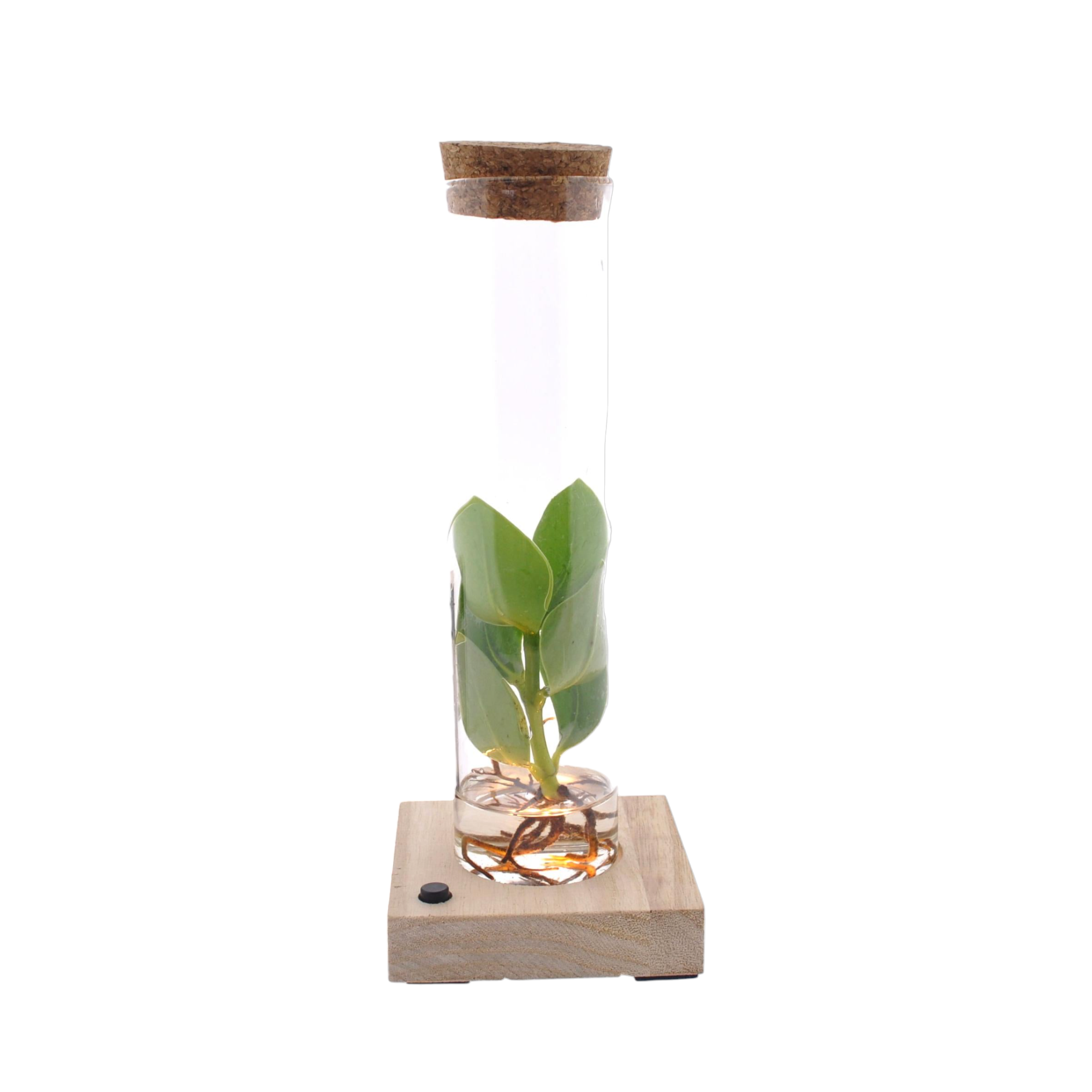 Plante d'intérieur - clusia en hydroculture dans son tube en verre et support lumineux 10.0cm