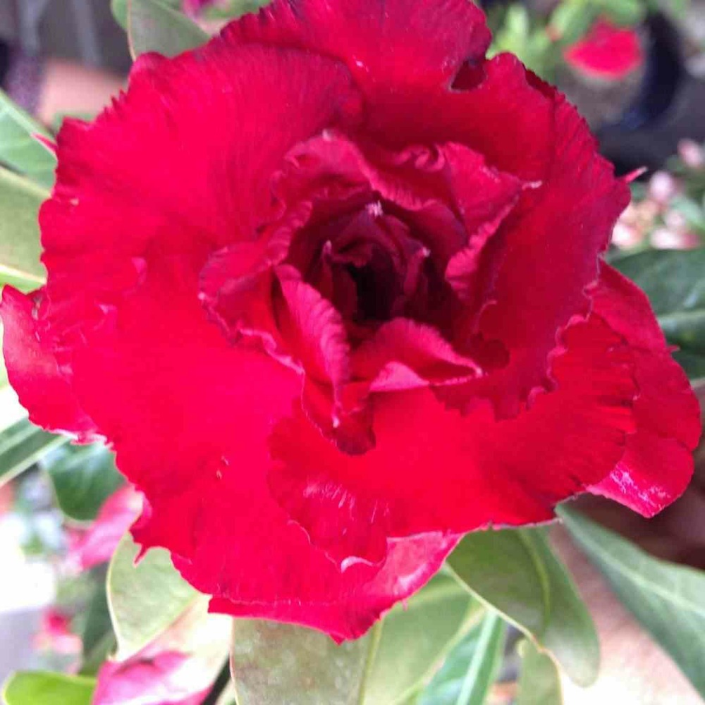 Adenium obesum cv. Vietnam red rouge - taille caudex d'environ 2000g 25/30cm très gros caudex