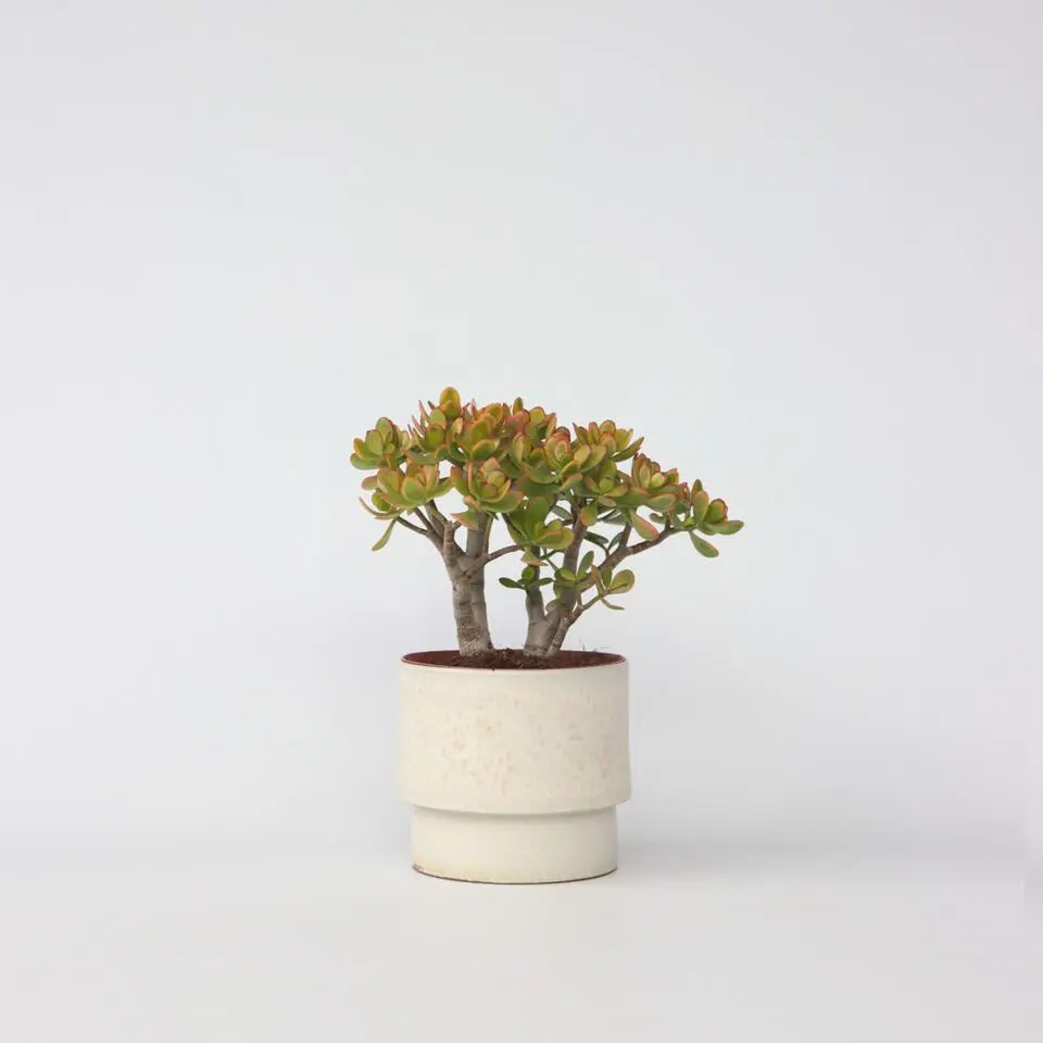 Jadeplant - Crassula ovata 'Sunset' - Hoogte 30-35cm - ⌀17cm