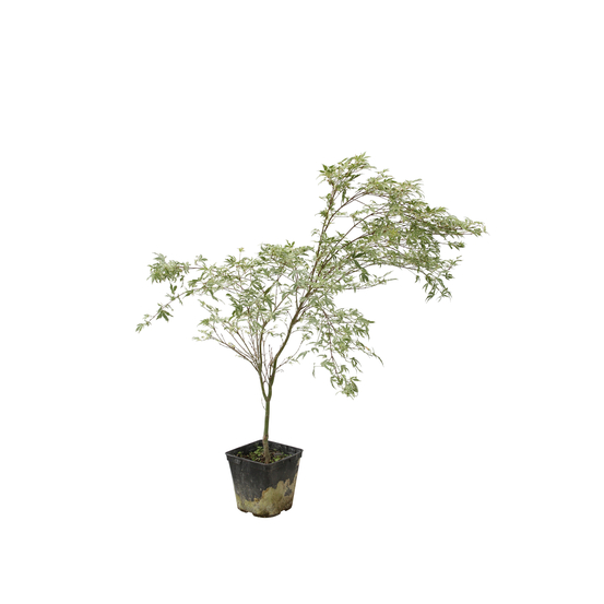 Acer palmatum Butterfly : C3L h.40/60cm