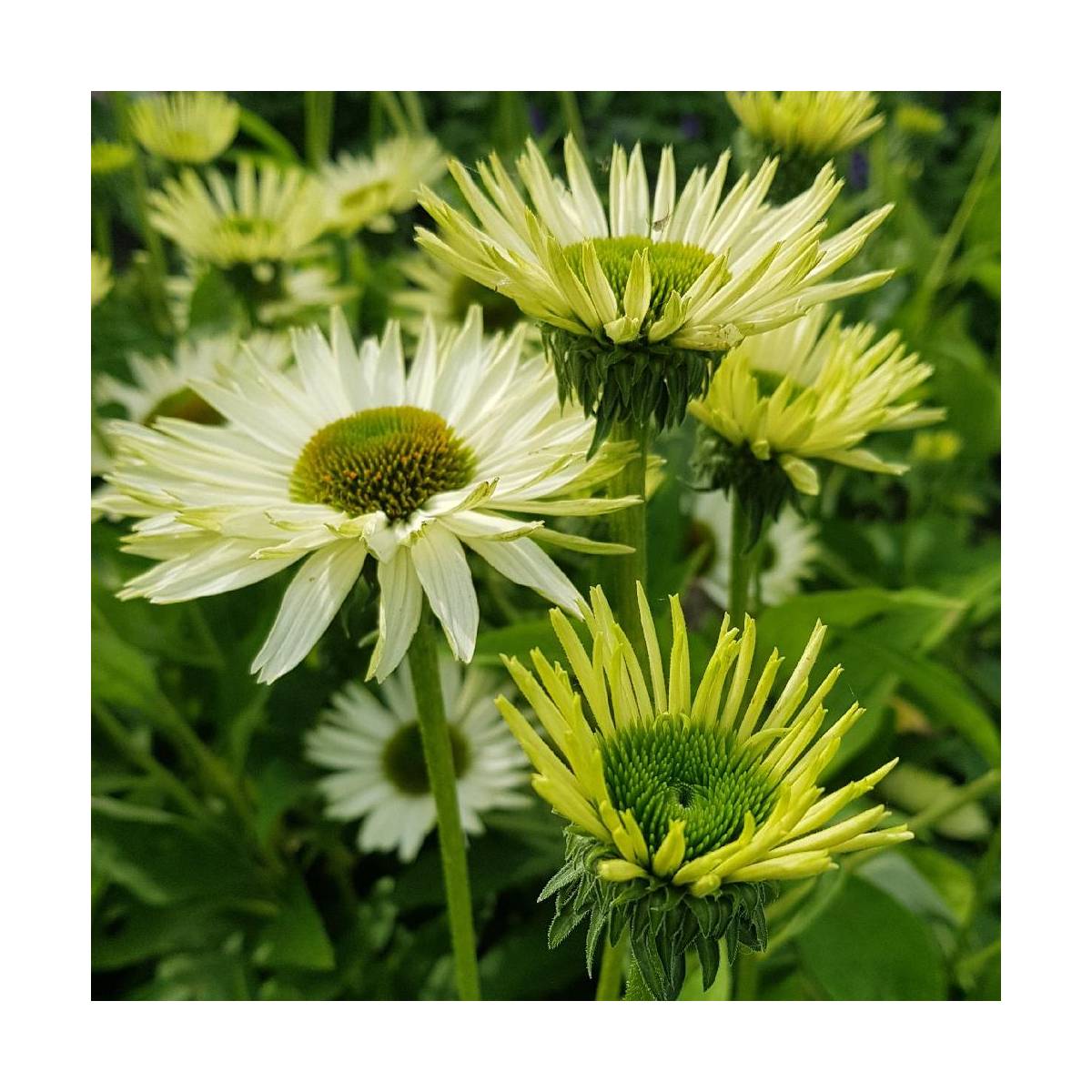 Échinacée purpurea virgin®/echinacea purpurea virgin®[-]godet