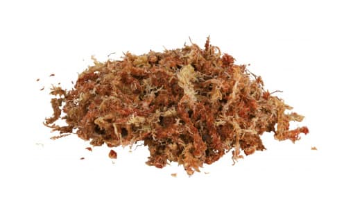 Trixie Medium Moss Sphagnum 100g