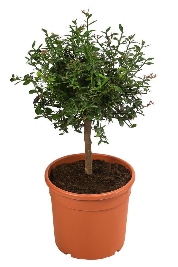 Dehner Gourmet Garten Fingerlimette