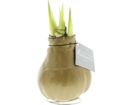 Amaryllis, Ridderster in wasgoud FloraSelf Hippeastum