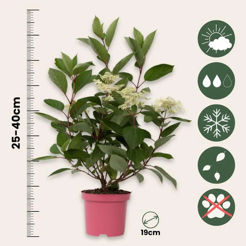 Pluimhortensia - Hydrangea paniculata 'Early Harry' - Hoogte 25-40cm - ⌀19cm
