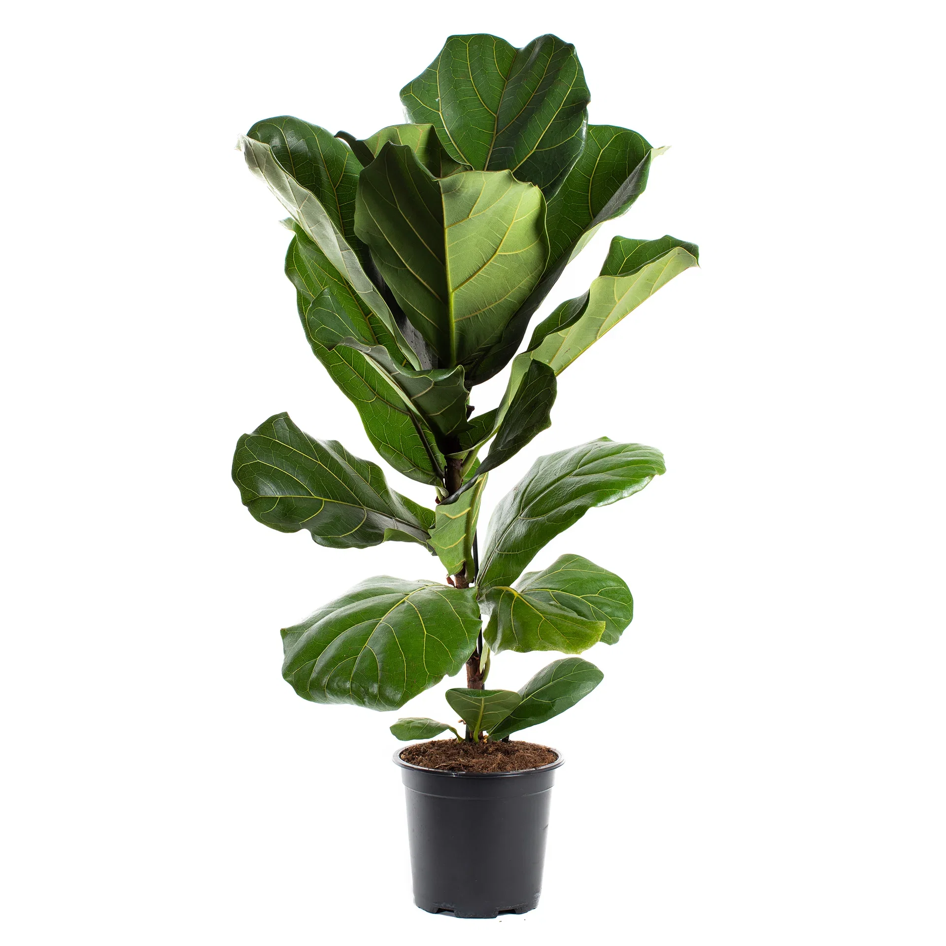 Ficus lyrata Fiolinfiken Høyde 50-70 cm