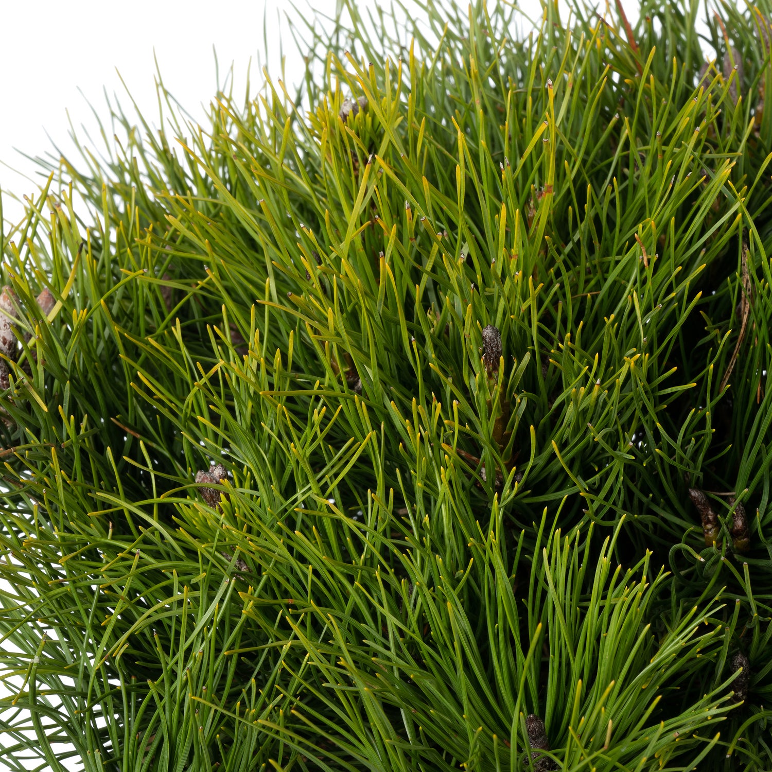 Bergden (Pinus mugo 'Pumilio') D 30 H 35 cm