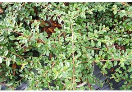 Dwergmispel (Cotoneaster suecicus 'Coral Beauty') D 9 H 10 cm