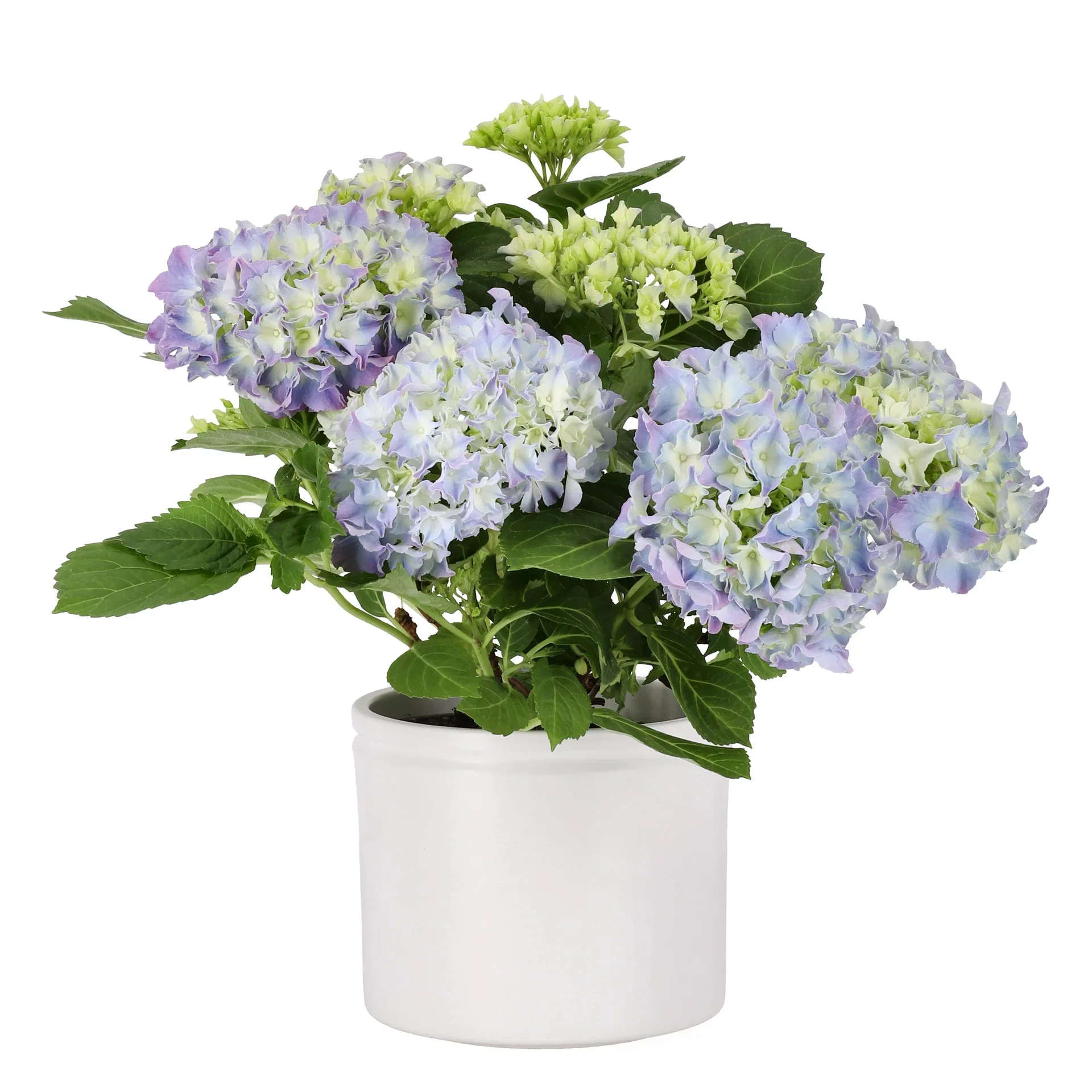 Hydrangea macrophylla Stuehortensia Høyde 35 cm