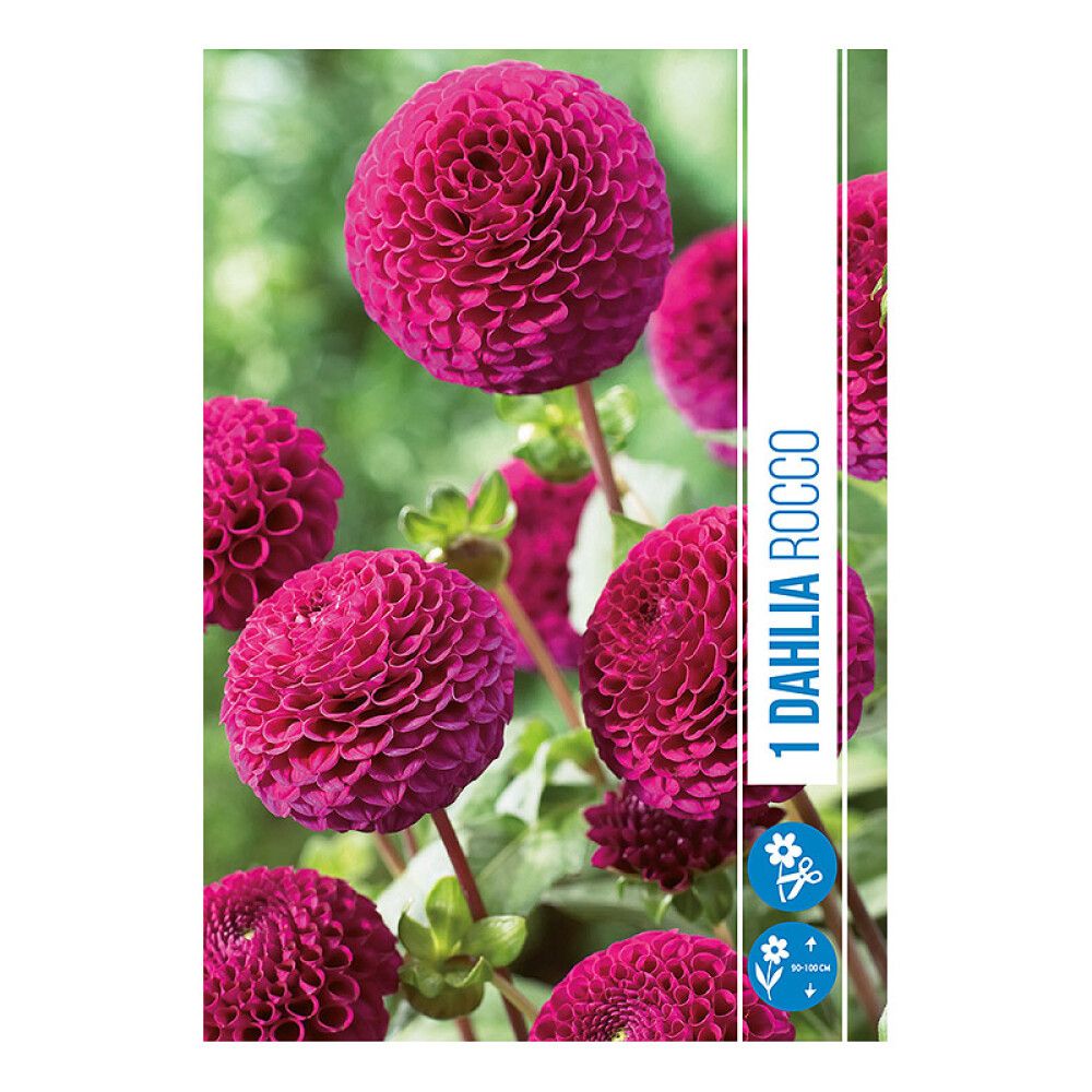 VÅRLØK DAHLIA ROCCO