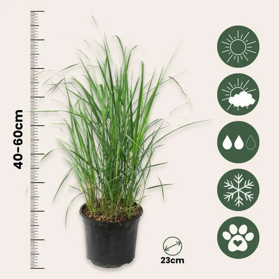Struisriet - Calamagrostis 'Karl Foerster' - Hoogte 40-60cm - ⌀23cm