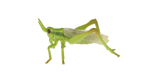 Papo Heuschrecke