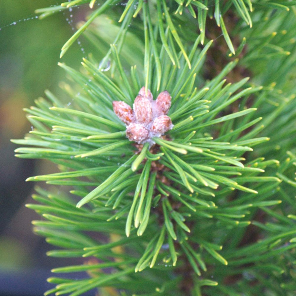 Pin de montagne mugo gnom/pinus mugo gnom[-]pot de 5l - 40/60 cm