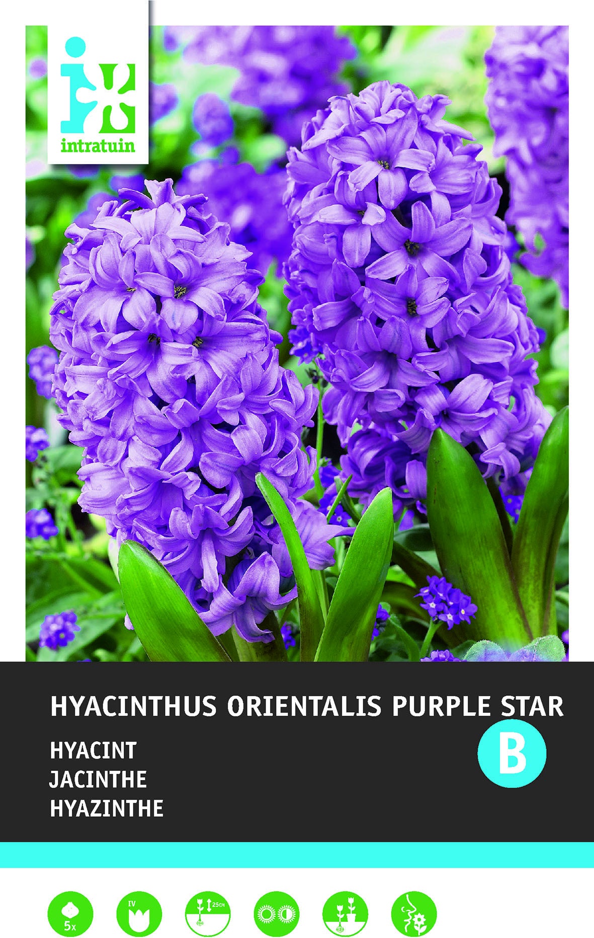 Intratuin bloembollen Hyacint (Hyacinthus orientalis 'Purple Star')5 stuks