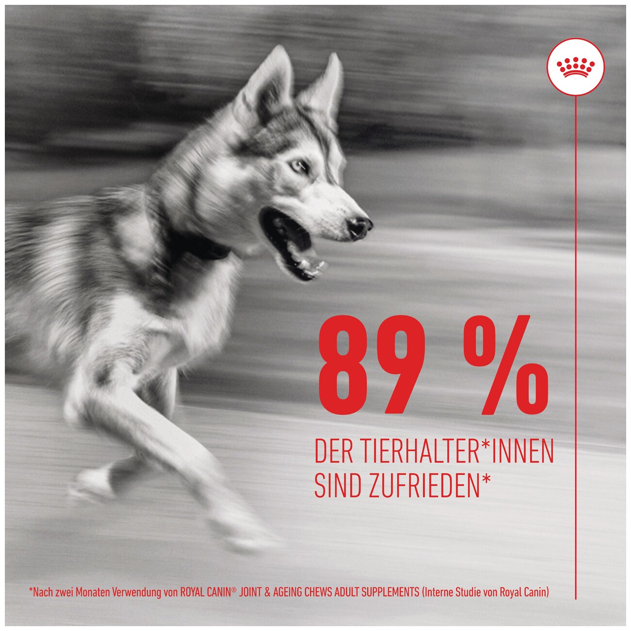 ROYAL CANIN Joint & Ageing Supplements Kausnacks 240 g