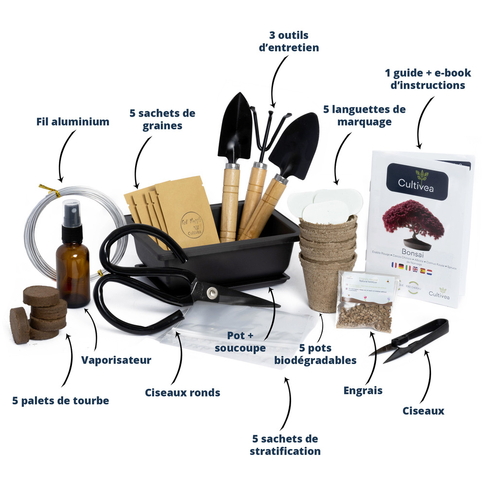 Cultivea kit bonsaï premium prêt à pousser