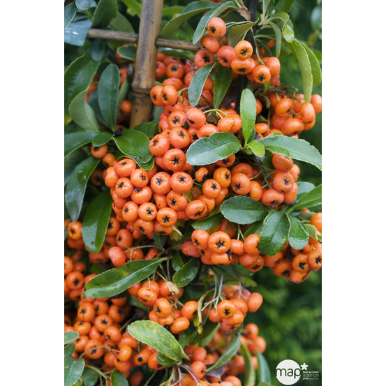 Pyracantha coccinea Saphyr Orange® 'Cadange' c.o.v.: H100/125cm ctr 7L