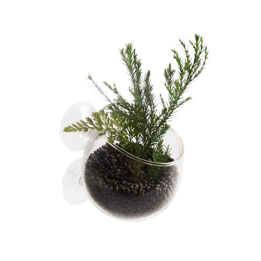 Aqua D'ella Glazen plantenpotje | Decoratie