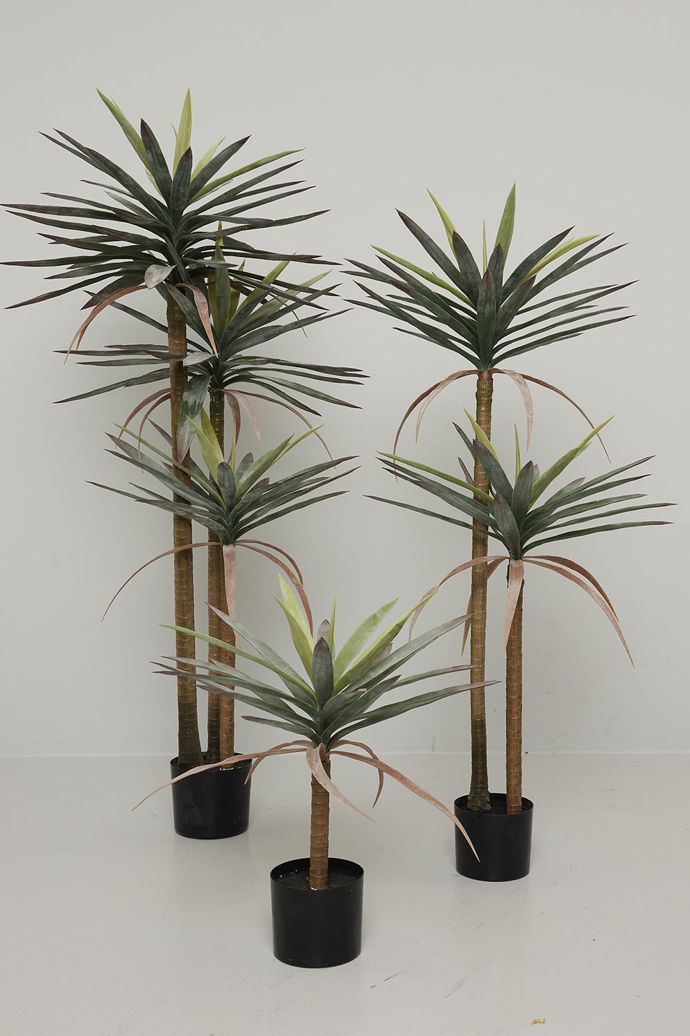 Plante dracaena