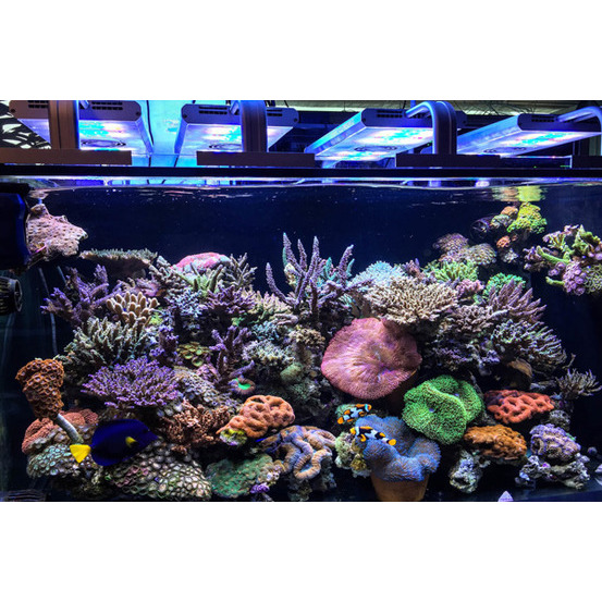 Grassycore Sealight led 148w black