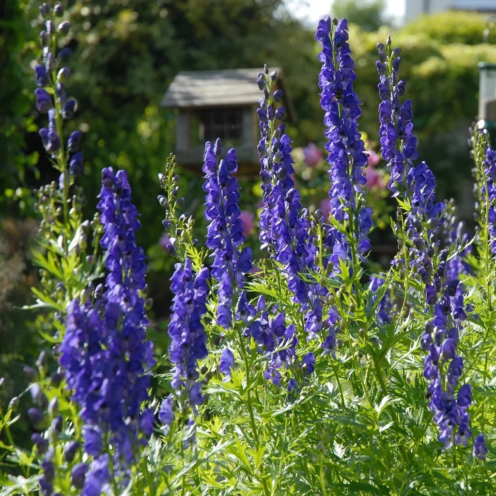 Aconitum carm. 'Arendsii' Prakthjelm  'Arendsii' Ø11 cm