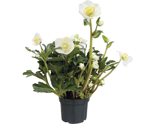 Lenteroos Helleborus x hybridus 'White Princess' Co 1 L