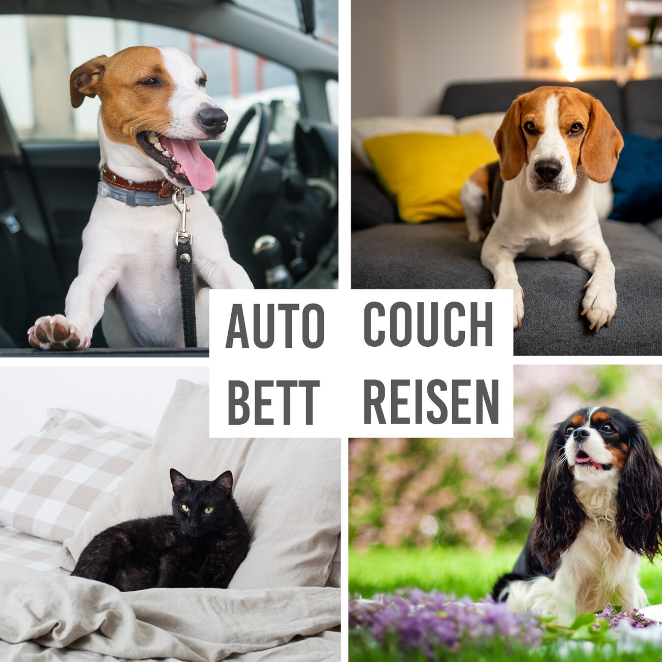 KaraLuna wasserdichte Hundedecke S
