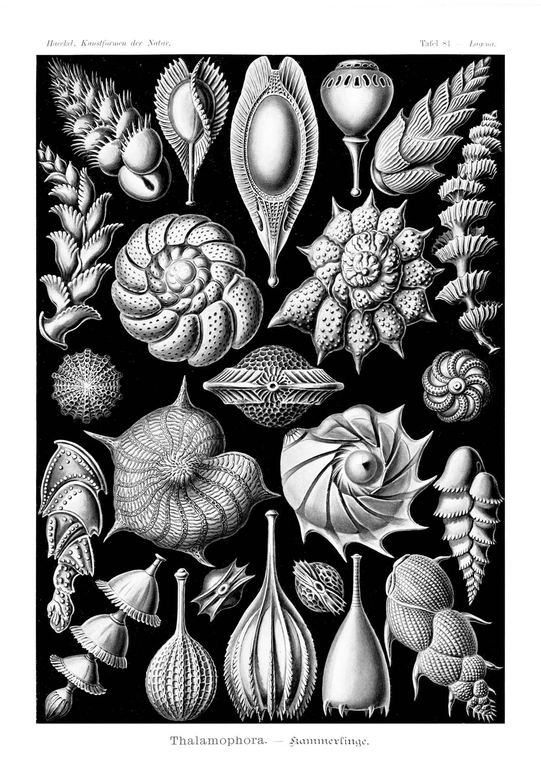Talamophora von Ernst Haeckel
