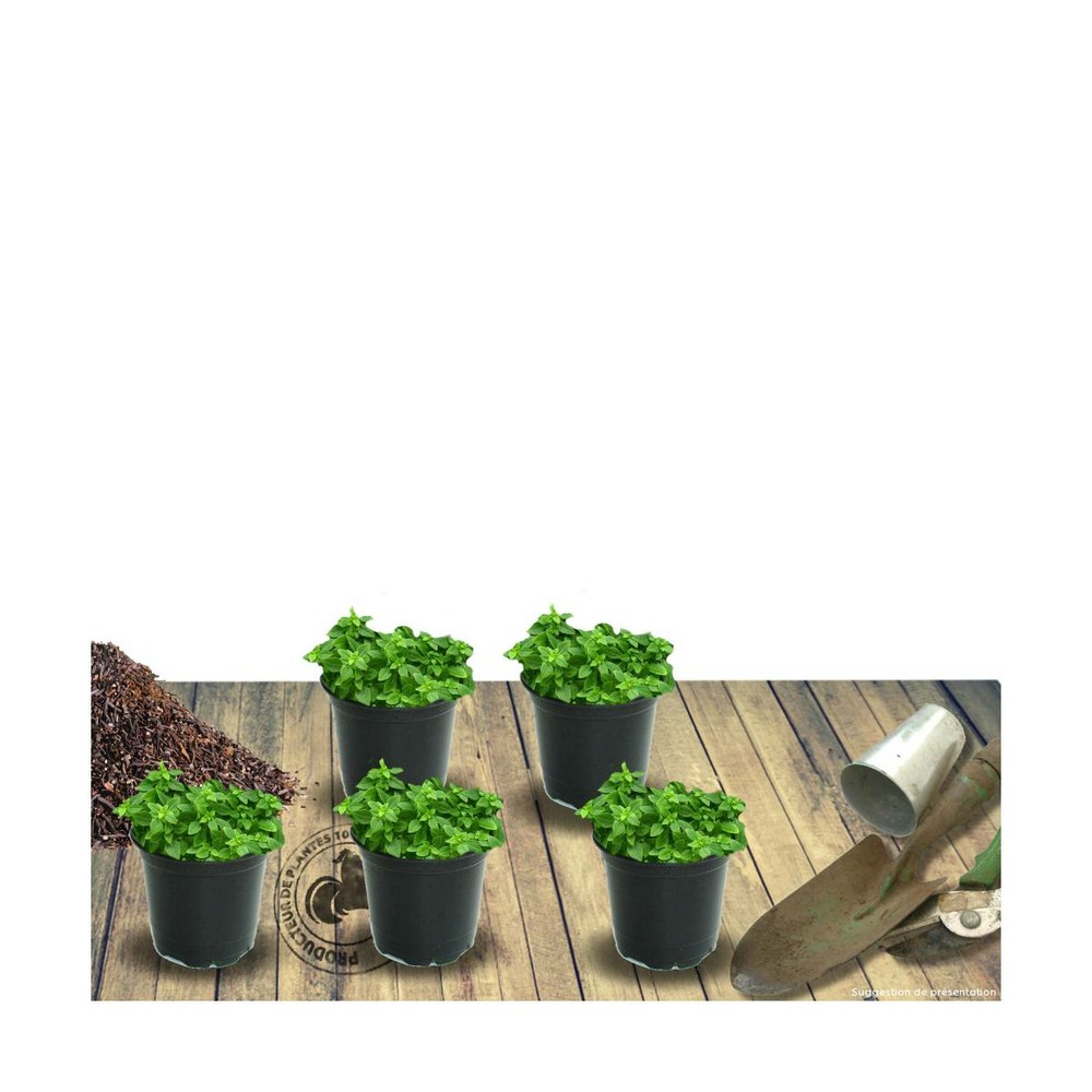 Thym doerfleri bressingham/thymus doerfleri bressingham[-]godet