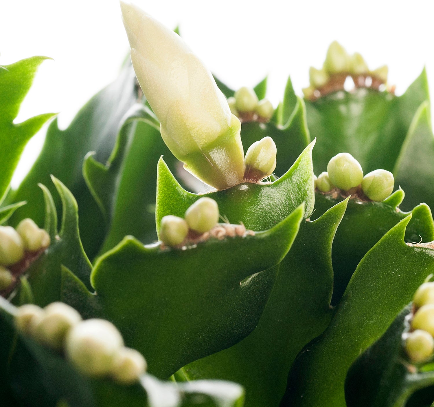 Lidcactus (Schlumbergera) wit D 13 H 35 cm