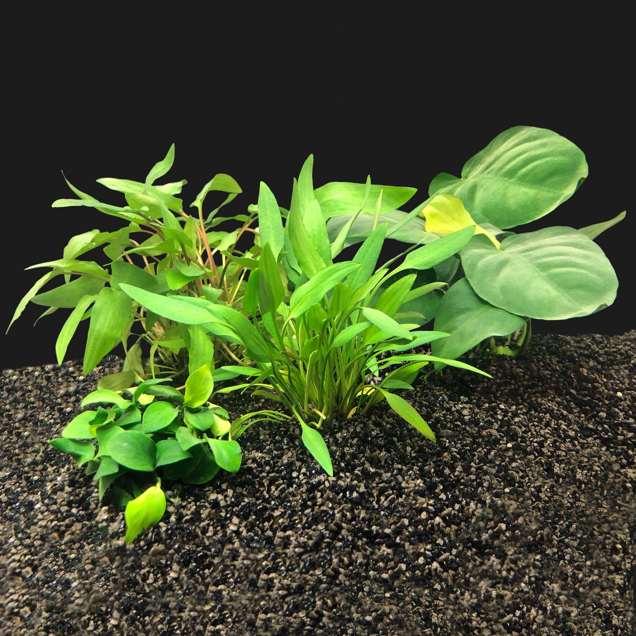 AquastoreXL Plantenpakket Extra Small 1