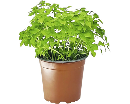 Biologische basilicum FloraSelf Biologische Ocimum basilicum 'Piccolino' Ø 12 cm pot