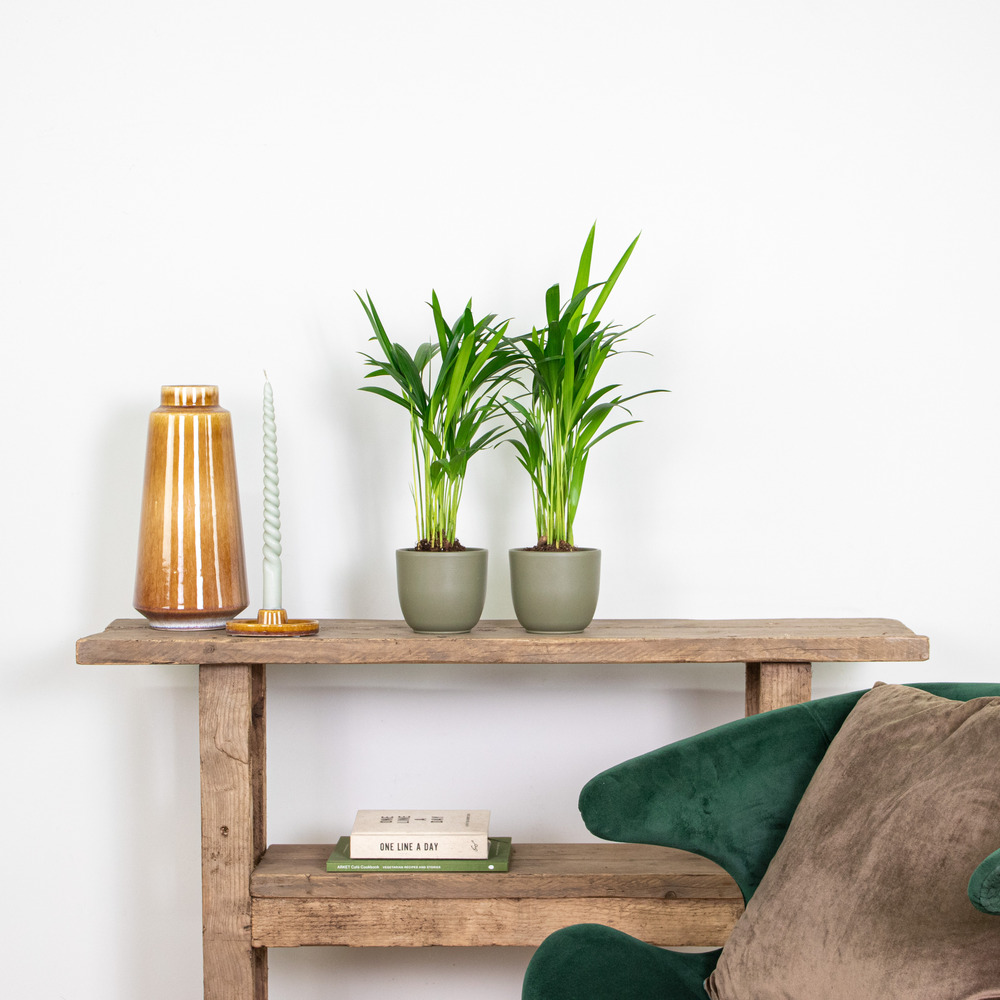 2x dypsis lutescens - palmier dorés - plante d'intérieur - entretien facile – ⌀10,5 cm - ↕25-30 cm