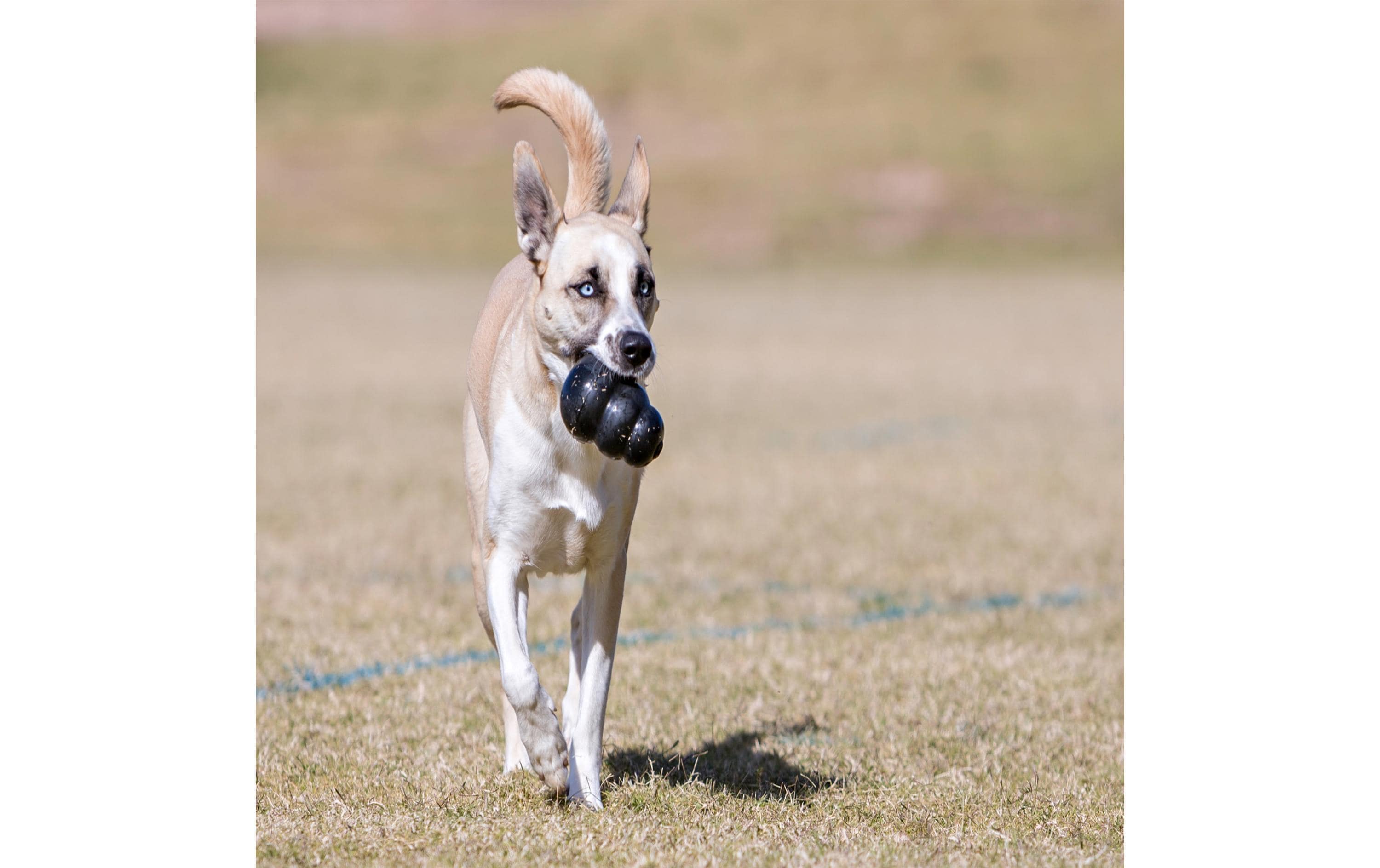 Hunde-Spielzeug Extreme Ø 6 cm, SchwarzBeständiges Spielzeug aus Naturkautschuk für Hunde