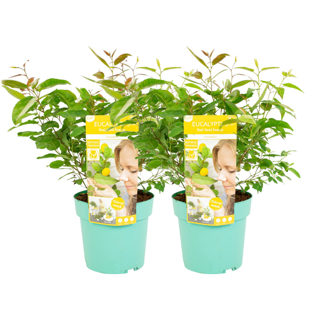 Eucalyptus 'citriodora' - lot de 2 - buissons d'eucalyptus - ⌀19 cm - h35 cm