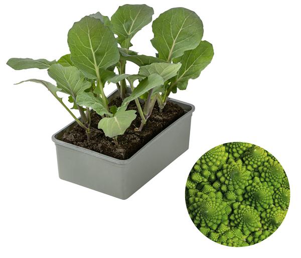 Romanesco, 6er Schale