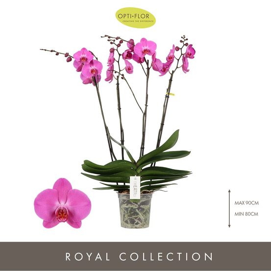 Orchidée Phalaenopsis Theatro' 4 tiges - cache-pot noir