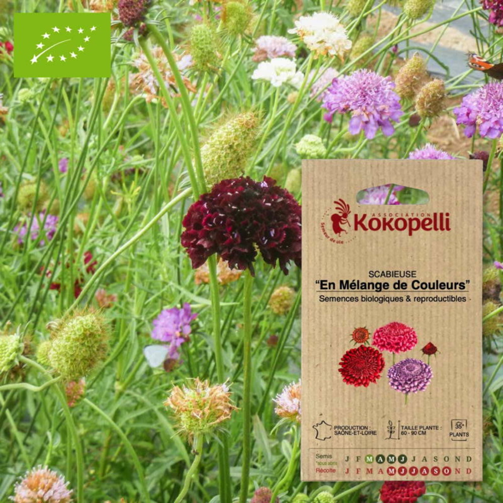 Sachet de graines bio à semerscabieuse en mélange de couleurs