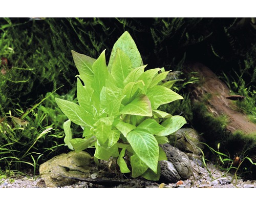 Kortstengelige waterpest - Hygrophila corymbosa Compact