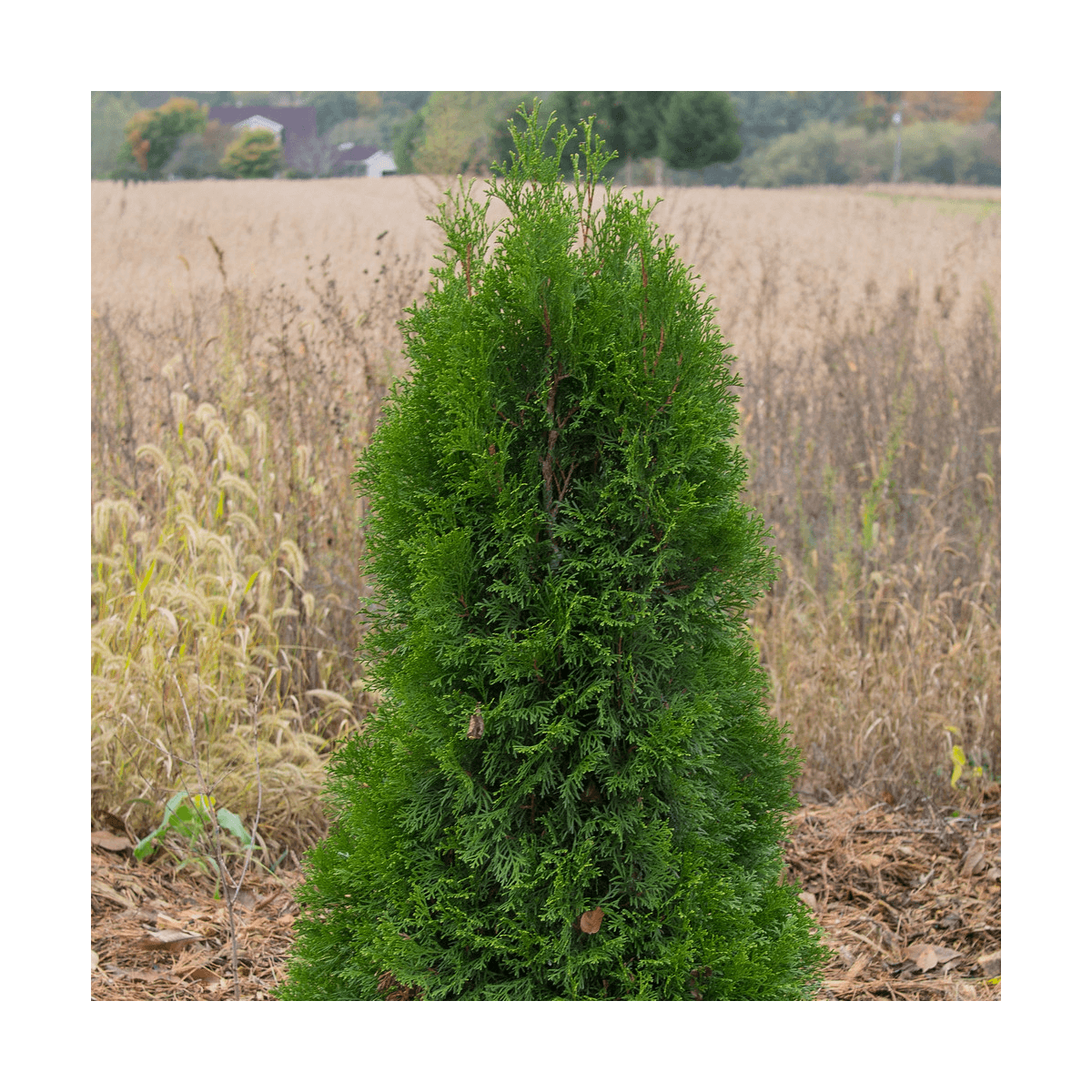 Thuya du canada occidentalis pyramidalis compacta/thuja occidentalis pyramidalis compacta[-]pot de 4l - 20/40 cm