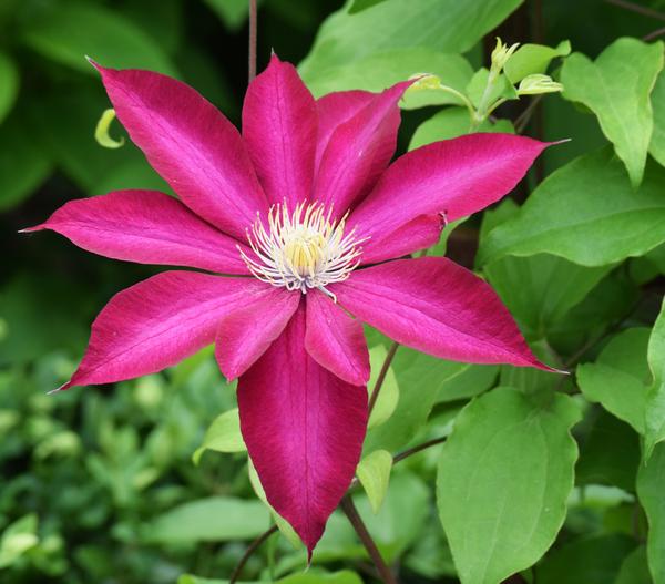 Waldrebe - Clematis, Rankhilfe