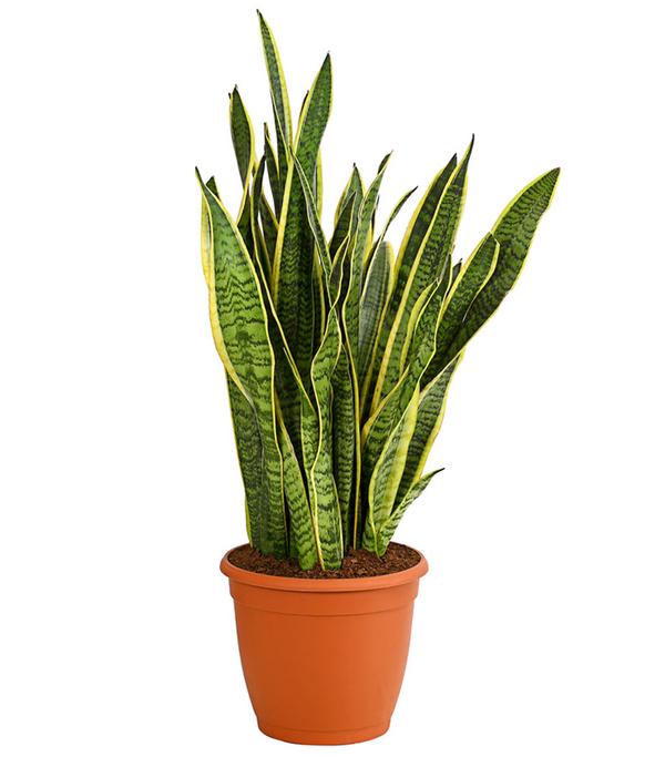 Bogenhanf - Sansevieria trifasciata var.